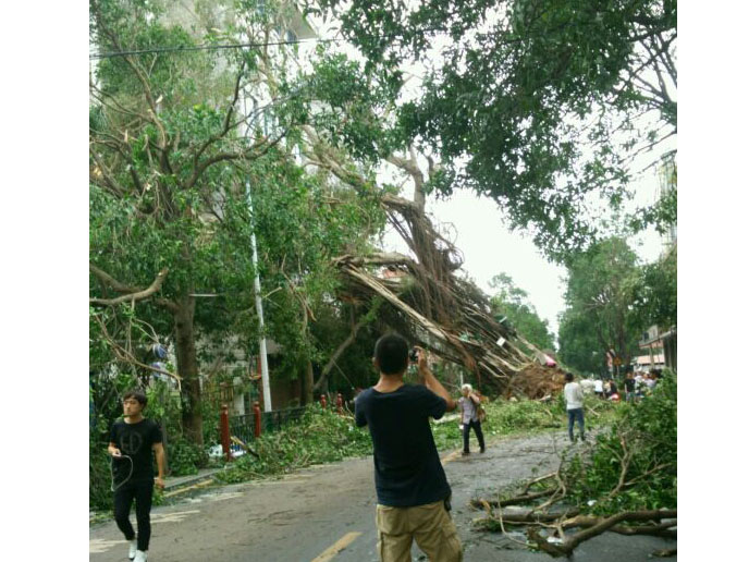 石鼓路大榕樹，在莫蘭蒂的吹襲中連根拔起_集美石鼓路商圈