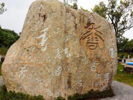千香石2_美翻了！翔安這香山50畝花海綻放，小伙伴們約起來！