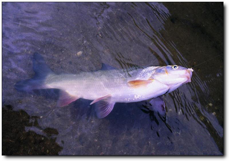 杏林灣釣魚(yú) (5)_集美杏林灣釣魚(yú)