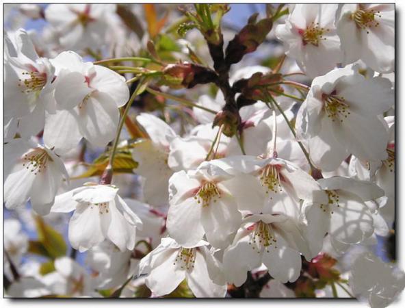 閩侯大安櫻花林農(nóng)場(chǎng) (5)_閩侯大安櫻花林農(nóng)場(chǎng)