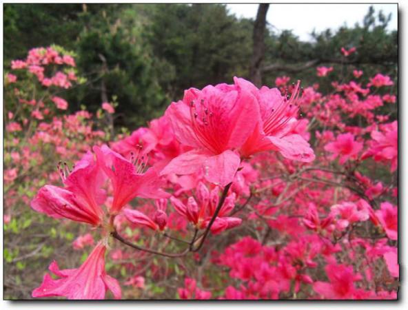 閩侯天龍將軍山生態(tài)園 (4)_閩侯天龍將軍山生態(tài)園