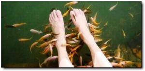 連城新泉小魚(yú)溫泉 (6)_連城新泉小魚(yú)溫泉