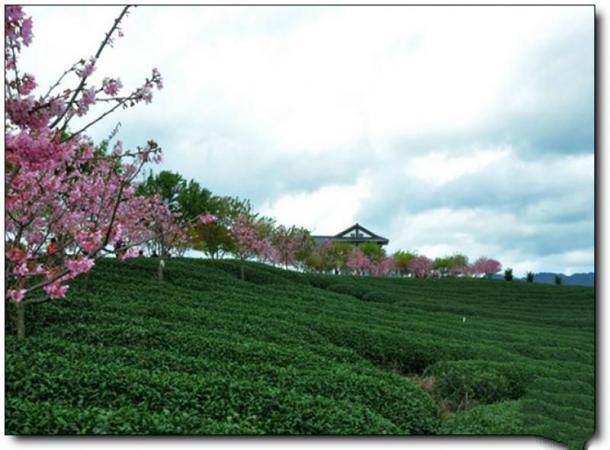 漳平臺(tái)品櫻花茶園 (1)_漳平臺(tái)品櫻花茶園