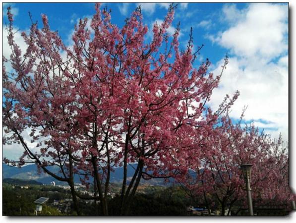 漳平臺(tái)品櫻花茶園 (3)_漳平臺(tái)品櫻花茶園