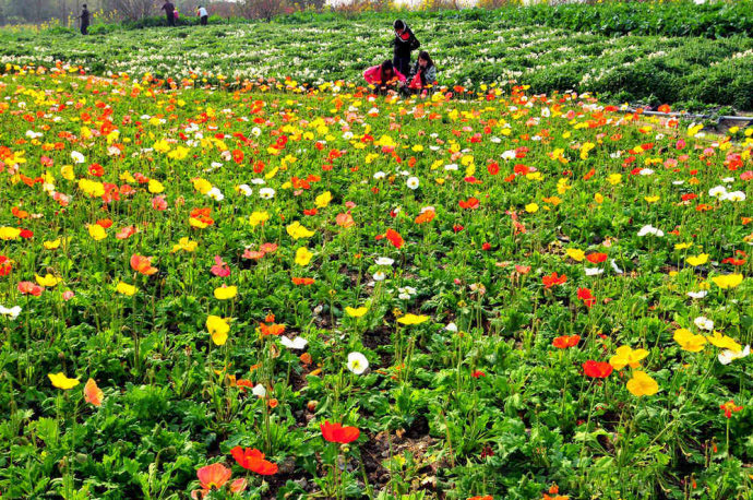 廈門周邊踏春賞花攻略專題