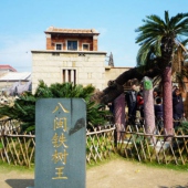 八閩鐵樹(shù)王
