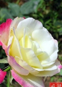 4月23號玫瑰小鎮1日游（贈送玫瑰）