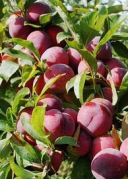 【98元自助游】5月15日長泰采摘桃李+探幽九龍瀑