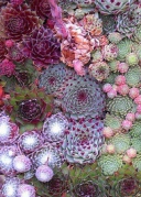 多肉—拼出來的花園