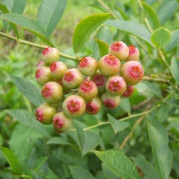 來場(chǎng)樹枝到舌尖的美食旅行吧