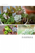 城市活動︱多肉植物拼盤DIY