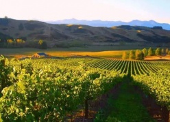 發(fā)現(xiàn)純凈的新西蘭——新西蘭葡萄酒第一級認(rèn)證課程