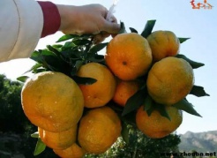 【秋游采摘】11月26/27，百丈巖-蓬萊仙境，永春摘蘆柑泡溫泉一日游