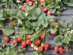 【賞花采摘】十里藍(lán)山花海+古重山金黃油菜花+采摘草莓