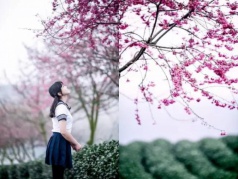 櫻花綻放之日，約定歸來之時(shí)