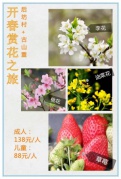 長(zhǎng)泰古后坊賞李花，騎行古山重油菜花草莓采摘一日互動(dòng)