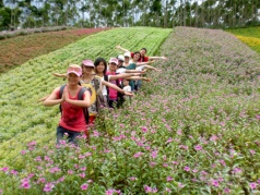 清明踏青|古山重賞桃花，瑪琪雅朵花海一日互動