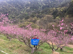 99元，九溪廬第三屆桃花節！品中華第一冷泉魚，賞十里桃花一日游