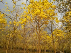 【周八】邂逅黃花風(fēng)玲木+白鷺森林公園攝影+品農(nóng)家餐休閑一日游