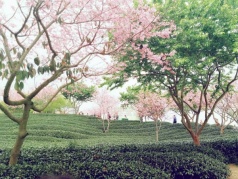 【特價95】1月2728號兩期永福賞最美櫻花