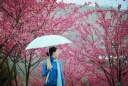 【周八】賞櫻花~攝影~戶外踏青，漳平永福櫻花浪漫一日游！